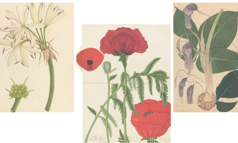 Henry Noltie’s ‘Flora Indica: Recovering Lost Stories from Kew’s Indian Drawings’ | These flowers have a backstory