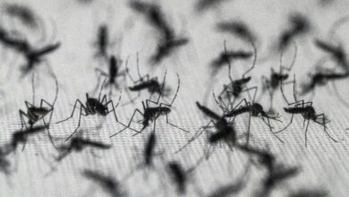 Brazil suspends dengue vaccine following two deaths