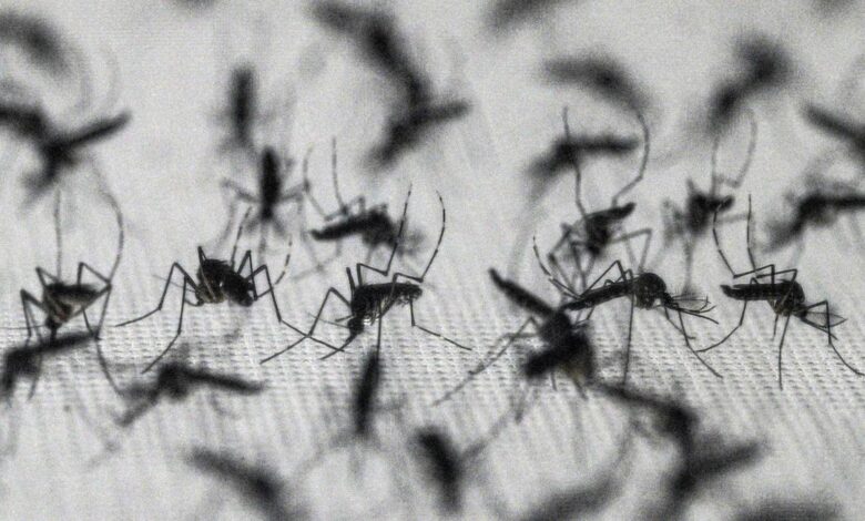 Brazil suspends dengue vaccine following two deaths
